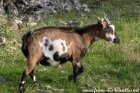 MALAWE des Tourelles - chèvre miniature