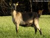 DECIBELLE - chèvre Alpine