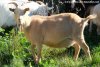 GRISON - chèvre naine des Tourelles