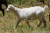 MARGARITA des Tourelles - chèvre miniature aux yeux bleus semi-angora