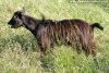 MARIA - chèvre miniature à poils longs des Tourelles