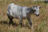 MALIA des Tourelles - chèvre extra-naine à naine