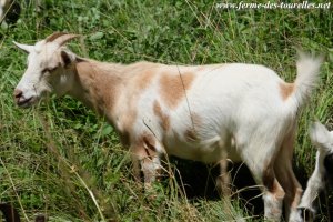 MANDARINE des Tourelles - chèvre miniature