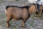 INDIA - chèvre miniature des Tourelles