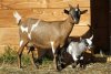 Jyn de l'élevage de Talyna - chèvre naine
