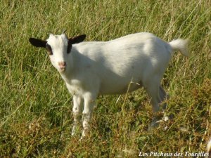 GOMETTE - chèvre extra-naine des Tourelles