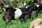 EDELWEISS de la Rotja - chèvre miniature motte des Tourelles