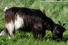 NOUNA des Tourelles - chèvre miniature à poils longs