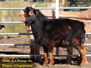 OSTIN des Bergers d'Enguerrand - bouc miniature à la Ferme des Tourelles