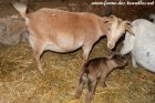 NOUGATINE des Tourelles & son fils PERLIMPINPIN - chèvres miniatures