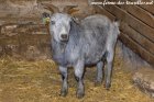 JOELIE - chèvre semi-miniature des Tourelles