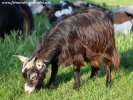 HALOA - chèvre miniature à poils mi-longs des Tourelles