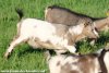 NOVELLA des Tourelles - chèvre miniature aux yeux bleus