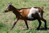 IDELIS - chèvre extra-naine des Tourelles