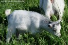 JALINE des Tourelles - chèvre miniature