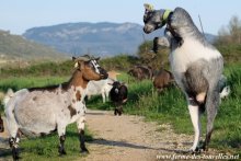 ELINA et DIVINE - chèvres extra-naines des Tourelles