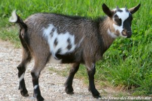 MALAWË des Tourelles - chèvre miniature