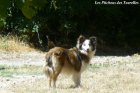 DOLLY - chienne Border Collie