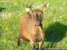 FANFAN - chèvre naine motte des Tourelles
