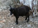 JODY des Tourelles - chèvre miniature