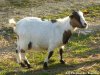FANNY - chèvre toy des Tourelles