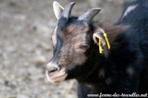 RIKINOU - bouc miniature marbré à la Ferme des Tourelles