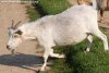 FANTASIA - chèvre miniature des Tourelles
