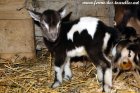 PEPPY des Tourelles - chevreau miniature