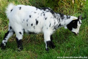 JOY - chèvre naine des Tourelles