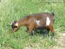 HEIDY de Ayowa - chèvre toy des Tourelles