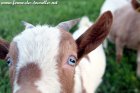OKARA des Tourelles - chèvre semi-miniature aux yeux bleus