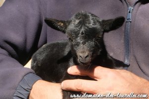 BALINE des Tourelles - chevrette miniature