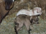 AMBRE chèvre naine et ses chevreaux