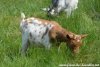 OKALY des Tourelles - chèvre miniature