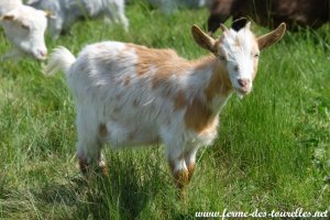 OAKA des Tourelles - chèvre miniature aux yeux bleus
