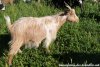 MAGESTINE - chèvre (semi)-miniature des Tourelles à poils longs