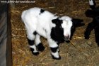 NORIO des Tourelles - chevreau miniature