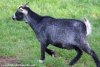 JESSICA - chèvre miniature des Tourelles