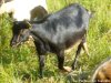GUIMAUVE - chèvre naine motte