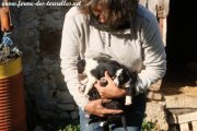 Chiots de LIXIE du 22-10-20