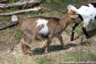 NYMPHETTE des Tourelles - chèvre miniature, à poils longs ?
