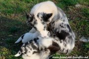 LAVANDE et ses 7 chiots du 21-10-20