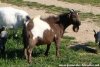 NIÑO des Tourelles - bouc miniature aux yeux bleus