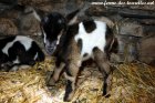 PHUNKY des Tourelles - chevreau miniature aux yeux bleus