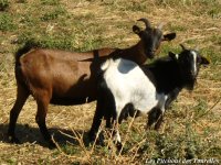 Couple chèvres miniatures : Ambre-Gadget