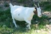 GAUFRETTE - chèvre extra-naine des Tourelles