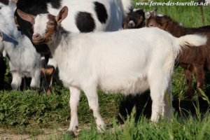 MARINELLA des Tourelles - chèvre miniature motte
