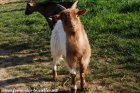 MANILLE - chèvre semi-miniature