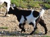LOLA des Tourelles - chèvre miniature