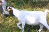GOMETTE - chèvre miniature des Tourelles